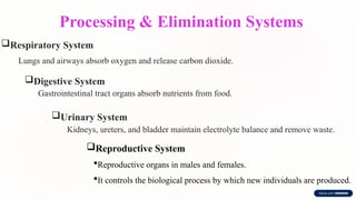 Processing & Elimination Systems
Respiratory System
Lungs and airways absorb oxygen and release carbon dioxide.
Digestive System
Gastrointestinal tract organs absorb nutrients from food.
Urinary System
Kidneys, ureters, and bladder maintain electrolyte balance and remove waste.
Reproductive System
Reproductive organs in males and females.
It controls the biological process by which new individuals are produced.
 