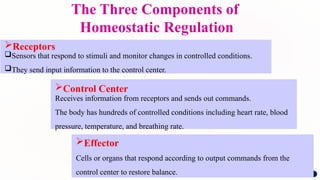 The Three Components of
Homeostatic Regulation
Receptors
Sensors that respond to stimuli and monitor changes in controlled conditions.
They send input information to the control center.
Control Center
Receives information from receptors and sends out commands.
The body has hundreds of controlled conditions including heart rate, blood
pressure, temperature, and breathing rate.
Effector
Cells or organs that respond according to output commands from the
control center to restore balance.
 
