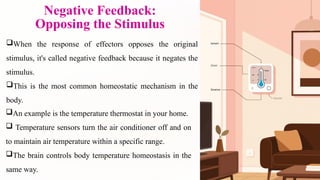 Negative Feedback:
Opposing the Stimulus
When the response of effectors opposes the original
stimulus, it's called negative feedback because it negates the
stimulus.
This is the most common homeostatic mechanism in the
body.
An example is the temperature thermostat in your home.
 Temperature sensors turn the air conditioner off and on
to maintain air temperature within a specific range.
The brain controls body temperature homeostasis in the
same way.
 