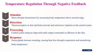 Temperature Regulation Through Negative Feedback
Stimulus
Stress disrupts homeostasis by increasing body temperature above normal range.
Detection
Thermoreceptors in skin and brain activate and send nerve impulses to the control center.
Processing
Control center analyzes input and sends output commands to effectors in the skin.
Response
Sweat glands increase sweating, causing heat loss through evaporation and normalizing
body temperature.
 