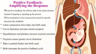 Positive Feedback:
Amplifying the Response
In positive feedback, the effector adds to the initial stimulus
instead of negating it, speeding up the process.
This mechanism is less common but crucial for specific
functions like childbirth.
Labor Contraction Example
• Labor contractions force baby into birth canal
• Cervix distention activates stretch receptors
• Hypothalamus and pituitary increase oxytocin secretion
• Oxytocin causes greater cervix distention
• Baby is pushed further into birth canal
• Birth interrupts the positive feedback cycle
 