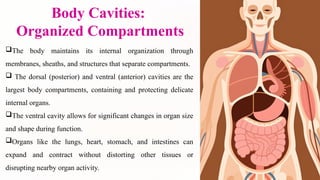 Body Cavities:
Organized Compartments
The body maintains its internal organization through
membranes, sheaths, and structures that separate compartments.
 The dorsal (posterior) and ventral (anterior) cavities are the
largest body compartments, containing and protecting delicate
internal organs.
The ventral cavity allows for significant changes in organ size
and shape during function.
Organs like the lungs, heart, stomach, and intestines can
expand and contract without distorting other tissues or
disrupting nearby organ activity.
 