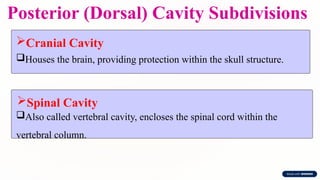 Posterior (Dorsal) Cavity Subdivisions
Cranial Cavity
Houses the brain, providing protection within the skull structure.
Spinal Cavity
Also called vertebral cavity, encloses the spinal cord within the
vertebral column.
 
