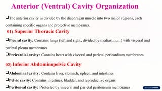 Anterior (Ventral) Cavity Organization
The anterior cavity is divided by the diaphragm muscle into two major regions, each
containing specific organs and protective membranes.
01) Superior Thoracic Cavity
Pleural cavity: Contains lungs (left and right, divided by mediastinum) with visceral and
parietal pleura membranes
Pericardial cavity: Contains heart with visceral and parietal pericardium membranes
02) Inferior Abdominopelvic Cavity
Abdominal cavity: Contains liver, stomach, spleen, and intestines
Pelvic cavity: Contains intestines, bladder, and reproductive organs
Peritoneal cavity: Protected by visceral and parietal peritoneum membranes
 