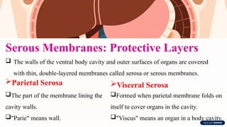 Serous Membranes: Protective Layers
 The walls of the ventral body cavity and outer surfaces of organs are covered
with thin, double-layered membranes called serosa or serous membranes.
Parietal Serosa
The part of the membrane lining the
cavity walls.
"Parie" means wall.
Visceral Serosa
Formed when parietal membrane folds on
itself to cover organs in the cavity.
"Viscus" means an organ in a body cavity.
 