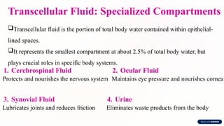 Transcellular Fluid: Specialized Compartments
Transcellular fluid is the portion of total body water contained within epithelial-
lined spaces.
It represents the smallest compartment at about 2.5% of total body water, but
plays crucial roles in specific body systems.
1. Cerebrospinal Fluid
Protects and nourishes the nervous system
2. Ocular Fluid
Maintains eye pressure and nourishes cornea
3. Synovial Fluid
Lubricates joints and reduces friction
4. Urine
Eliminates waste products from the body
 
