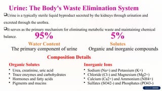Urine: The Body's Waste Elimination System
Urine is a typically sterile liquid byproduct secreted by the kidneys through urination and
excreted through the urethra.
It serves as the primary mechanism for eliminating metabolic waste and maintaining chemical
balance. 95%
Water Content
The primary component of urine
5%
Solutes
Organic and inorganic compounds
Composition Details
Organic Solutes
• Urea, creatinine, uric acid
• Trace enzymes and carbohydrates
• Hormones and fatty acids
• Pigments and mucins
Inorganic Ions
• Sodium (Na+) and Potassium (K+)
• Chloride (Cl-) and Magnesium (Mg2+)
• Calcium (Ca2+) and Ammonium (NH4+)
• Sulfates (SO42-) and Phosphates (PO43-)
 