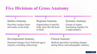 Five Divisions of Gross Anatomy
1
Surface Anatomy
Describes surface forms
and marks on the body.
2
Regional Anatomy
Organization of specific
body areas like the head
or hand.
3
Systemic Anatomy
Groups of organs
functioning together for
a single purpose.
4
Developmental Anatomy
Structural changes from fertilized egg to
maturity, including embryology.
5
Clinical Anatomy
Medical specialties including changes
during illness and radiographic anatomy.
 