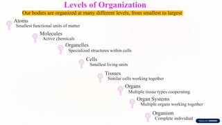 Levels of Organization
Our bodies are organized at many different levels, from smallest to largest
Atoms
Smallest functional units of matter
Molecules
Active chemicals
Organelles
Specialized structures within cells
Cells
Smallest living units
Tissues
Similar cells working together
Organs
Multiple tissue types cooperating
Organ Systems
Multiple organs working together
Organism
Complete individual
 
