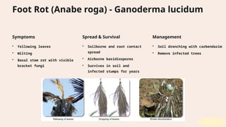 Anabe Roga Arecanut-Diseases and their management strategies.pptx