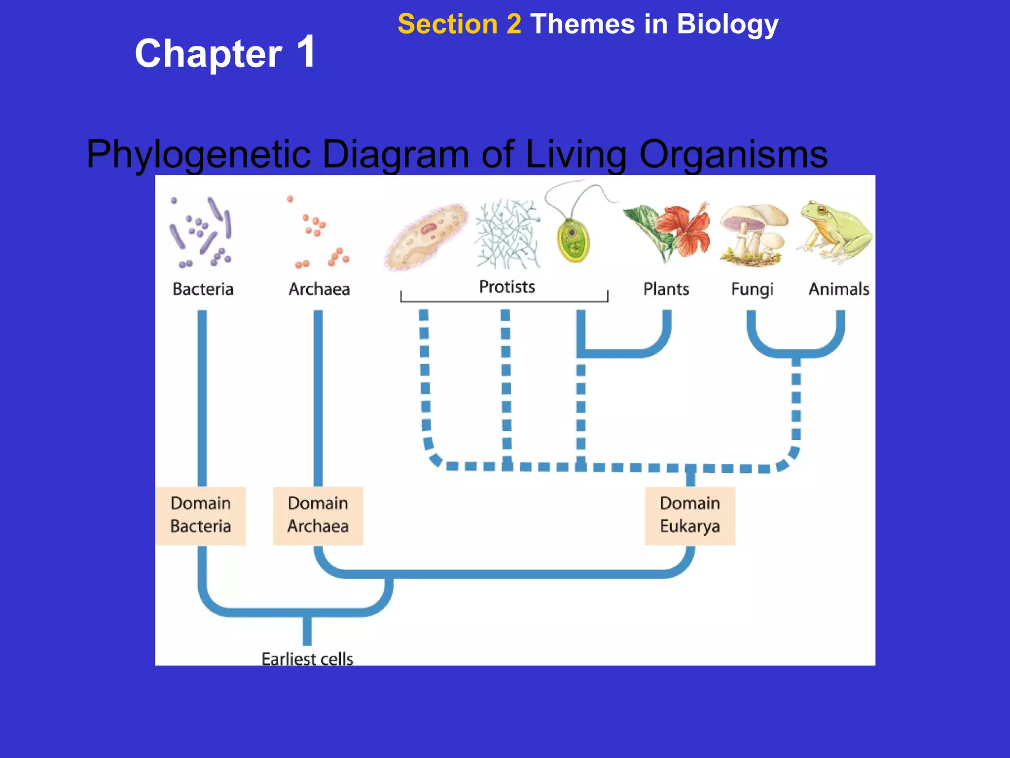 Chapter  1 Phylogenetic Diagram of Living Organisms Section 2  Themes in Biology 