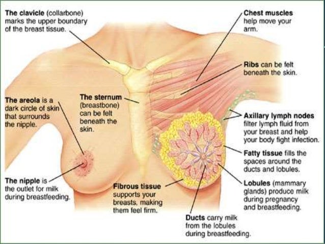 Introduction to breast