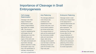 Importance of Cleavage in Snail
Embryogenesis
Cell Lineage
Determination
Cleavage is the initial
stage of embryonic
development in snails,
where a single fertilized
egg divides into multiple
cells. This process is
crucial for establishing the
cell lineages that will
ultimately give rise to the
different tissues and
organs of the adult snail.
The highly stereotyped and
asymmetric cleavage
patterns observed in snails
are thought to play a key
role in the specification of
cell fates, ensuring that
each cell is programmed to
Axis Patterning
The cleavage patterns in
snail embryos also
contribute to the
establishment of the
primary body axes, such
as the anterior-posterior
and dorsal-ventral axes.
The unequal division of
cells and the positioning of
the micromeres (smaller
cells) and macromeres
(larger cells) during
cleavage provide spatial
cues that help to orient the
developing embryo and
guide the formation of the
major body plan.
Embryonic Patterning
Cleavage events in snail
embryos are closely linked
to the deployment of
maternal determinants and
the initiation of zygotic
gene expression. The
precise timing and
positioning of the cleavage
furrows allow for the
unequal distribution of
these key developmental
regulators, which in turn
influence the subsequent
patterning of the embryo
and the establishment of
its overall organization.
 
