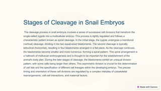 Stages of Cleavage in Snail Embryos
The cleavage process in snail embryos involves a series of successive cell divisions that transform the
single-celled zygote into a multicellular embryo. This process is tightly regulated and follows a
characteristic pattern known as spiral cleavage. In the initial stage, the zygote undergoes a meridional
(vertical) cleavage, dividing it into two equal-sized blastomeres. The second cleavage is typically
latitudinal (horizontal), resulting in four blastomeres arranged in a flat plane. As the cleavage continues,
the blastomeres become smaller and more numerous, forming a spiral pattern. This spiral arrangement is
a hallmark of molluscan embryogenesis and is thought to be important for the establishment of the
animal's body plan. During the later stages of cleavage, the blastomeres exhibit an unequal division
pattern, with some cells being larger than others. This asymmetric division is crucial for the determination
of cell fate and the specification of different cell lineages within the developing embryo. The precise
timing and orientation of these cell divisions are regulated by a complex interplay of cytoskeletal
rearrangements, cell-cell interactions, and maternal factors.
 