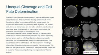 Unequal Cleavage and Cell
Fate Determination
Snail embryos undergo a unique process of unequal cell division known
as spiral cleavage. This asymmetric cleavage pattern results in the
formation of cells of varying sizes, which play crucial roles in the
subsequent development and patterning of the organism. The smaller
cells, known as micromeres, give rise to the ectoderm and other larval
structures, while the larger cells, or macromeres, contribute to the
endoderm and mesoderm of the developing snail.
The unequal cleavage in snail embryos is driven by the asymmetric
distribution of maternal determinants within the egg. These maternally-
derived factors, such as mRNAs and proteins, become unequally
partitioned into the daughter cells during the cleavage divisions. This
establishes a distinct cell fate bias, with the micromeres inheriting a
different set of developmental cues compared to the macromeres. This
early cell fate specification is a hallmark of the spiral cleavage pattern and
is crucial for the subsequent patterning and organization of the snail
embryo.
 