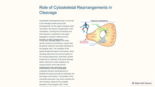 Role of Cytoskeletal Rearrangements in
Cleavage
Cytoskeletal rearrangements play a crucial role
in the cleavage process during snail
embryogenesis. As the zygote undergoes rapid
cell division, the dynamic reorganization of the
cytoskeleton, including the microtubules and
actin filaments, is essential for the proper
segregation of genetic material and the
formation of distinct blastomeres.
During early cleavage stages, the mitotic
spindle, formed by microtubules, ensures that
the genetic material is accurately distributed to
the daughter cells. The orientation of the
spindle dictates the plane of cell division, which
ultimately determines the size and position of
the resulting blastomeres. Asymmetric spindle
positioning is a hallmark of the spiral cleavage
pattern observed in snails, leading to the
unequal division of the cells and the
establishment of the embryonic axes.
Concomitantly, the actin cytoskeleton
undergoes dramatic rearrangements to
facilitate the physical process of cytokinesis, the
final stage of cell division. The formation of the
contractile actomyosin ring, which constricts the
cell membrane, allows for the complete
separation of the daughter cells. These
 