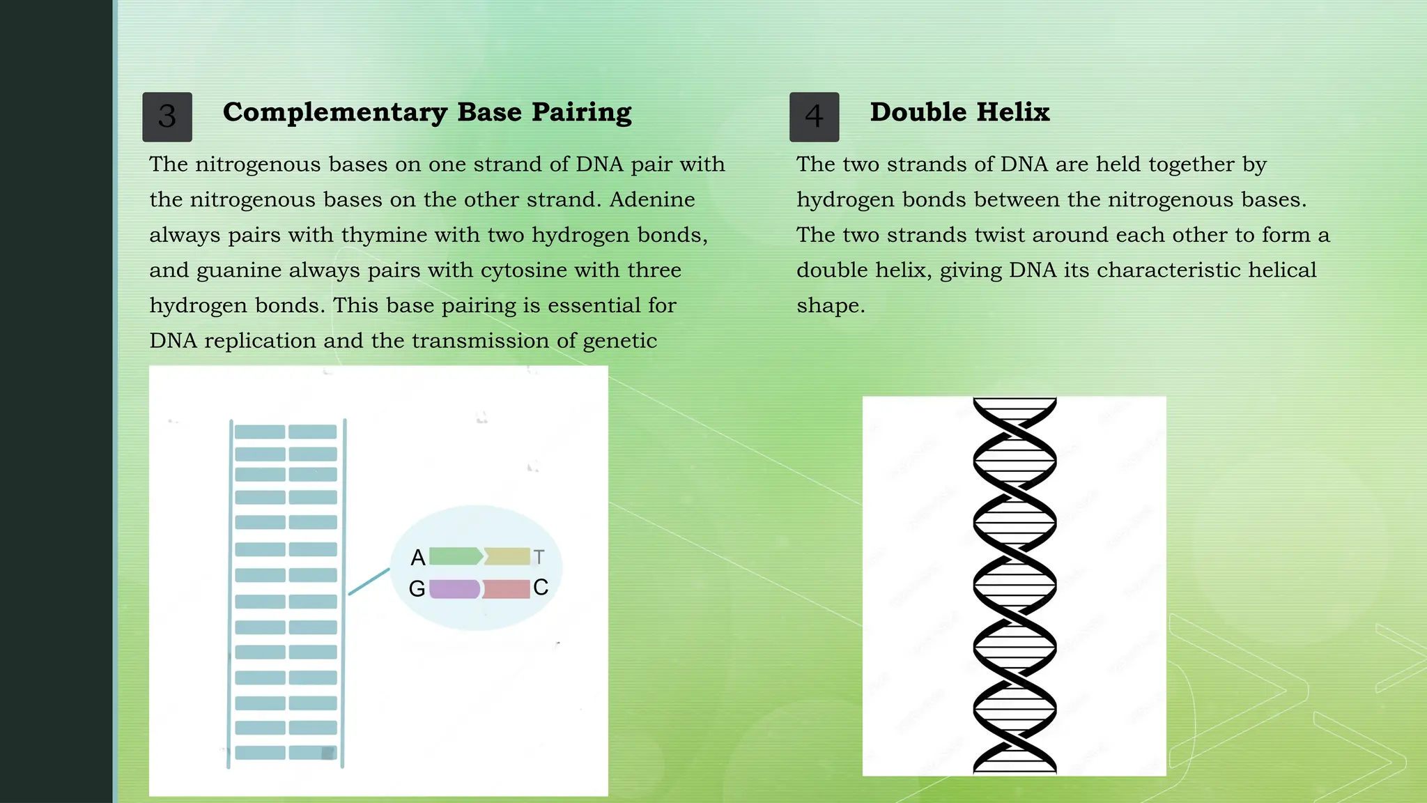 3 Complementary Base Pairing
The nitrogenous bases on one strand of DNA pair with
the nitrogenous bases on the other strand. Adenine
always pairs with thymine with two hydrogen bonds,
and guanine always pairs with cytosine with three
hydrogen bonds. This base pairing is essential for
DNA replication and the transmission of genetic
information.
4 Double Helix
The two strands of DNA are held together by
hydrogen bonds between the nitrogenous bases.
The two strands twist around each other to form a
double helix, giving DNA its characteristic helical
shape.
A
G C
 