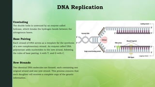 Introduction-to-DNA | Discovery | Chemical Structure | PPT