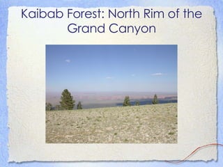 Kaibab Forest: North Rim of the Grand Canyon 