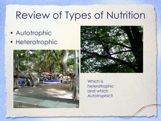 Review of Types of Nutrition Autotrophic Heterotrophic Which is heterotrophic and which Autotrophic? 