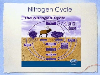 Nitrogen Cycle 