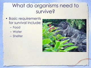 What do organisms need to survive? Basic requirements for survival include: Food  Water Shelter 