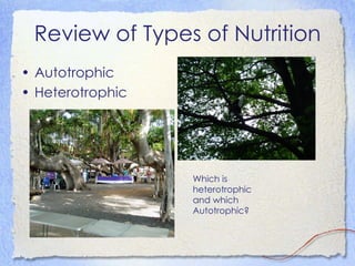 Review of Types of Nutrition <ul><li>Autotrophic </li></ul><ul><li>Heterotrophic </li></ul>Which is heterotrophic and whic...