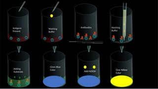 Add H2SO4
Antigens
Present
Washing
Buffer
Antibodies Washing
Buffer
Adding
Substrate
Gives Blue
Colur Give Yellow
Colur
 