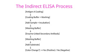 [Antigen A Coating]
↓
[Coating Buffer + Washing]
↓
[Add Sample + Incubation]
↓
[Washing Buffer]
↓
[Enzyme-Linked Secondary Antibody]
↓
[Washing Buffer]
↓
[Add Substrate]
↓
[Color Change?] → Yes (Positive) / No (Negative)
The Indirect ELISA Process
 