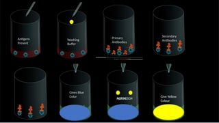 H2SO4
Add H2SO4
Antigens
Present
Washing
Buffer
Primary
Antibodies
Gives Blue
Colur Give Yellow
Colour
Secondary
Antibodies
 