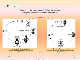 Introduction-to-Entomology-for-TMN.pdf
