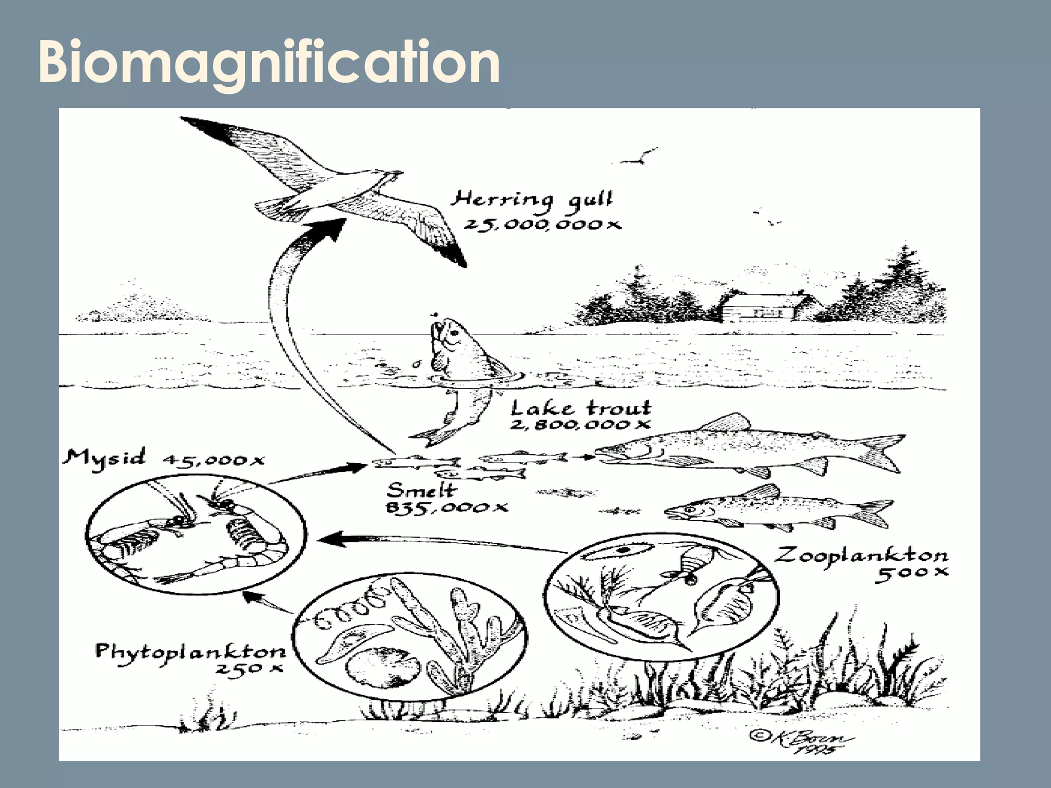 Biomagnification 