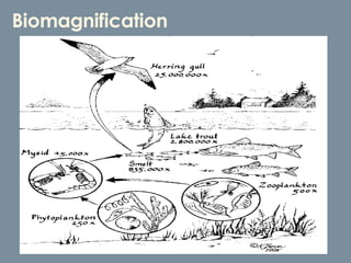 Biomagnification 