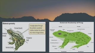 Frog Introduction Introduction-to-Frog-Dissection 1st year.pdf