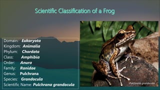 Frog Introduction Introduction-to-Frog-Dissection 1st year.pdf