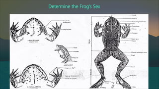 Frog Introduction Introduction-to-Frog-Dissection 1st year.pdf