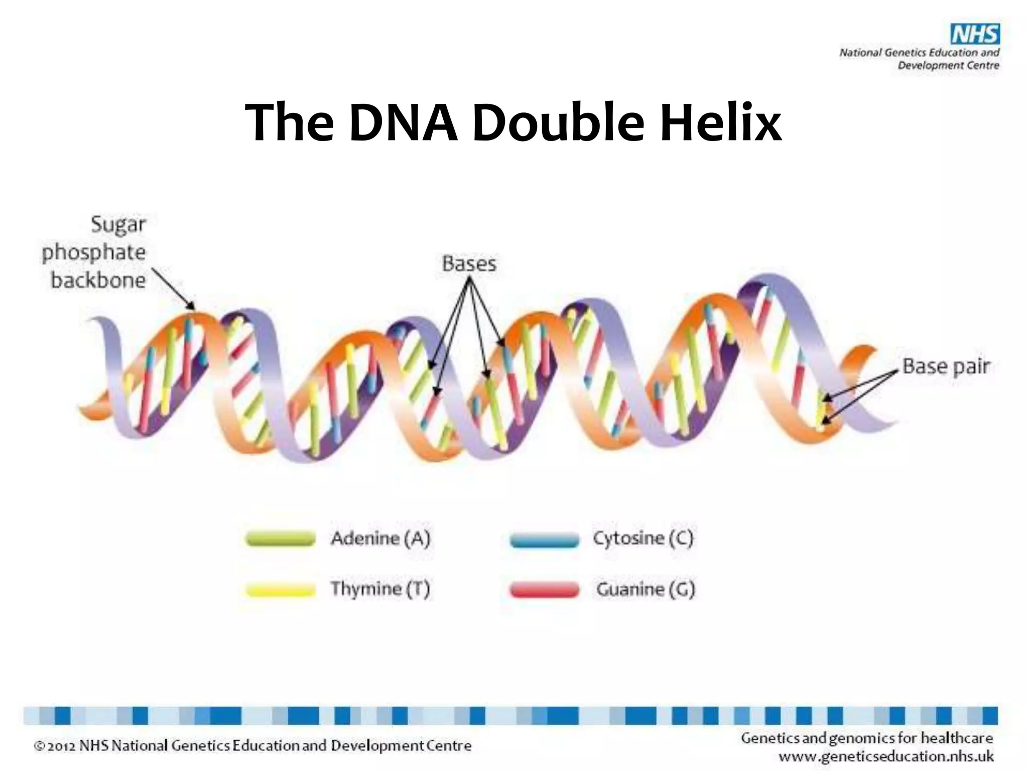 The DNA Double Helix
 