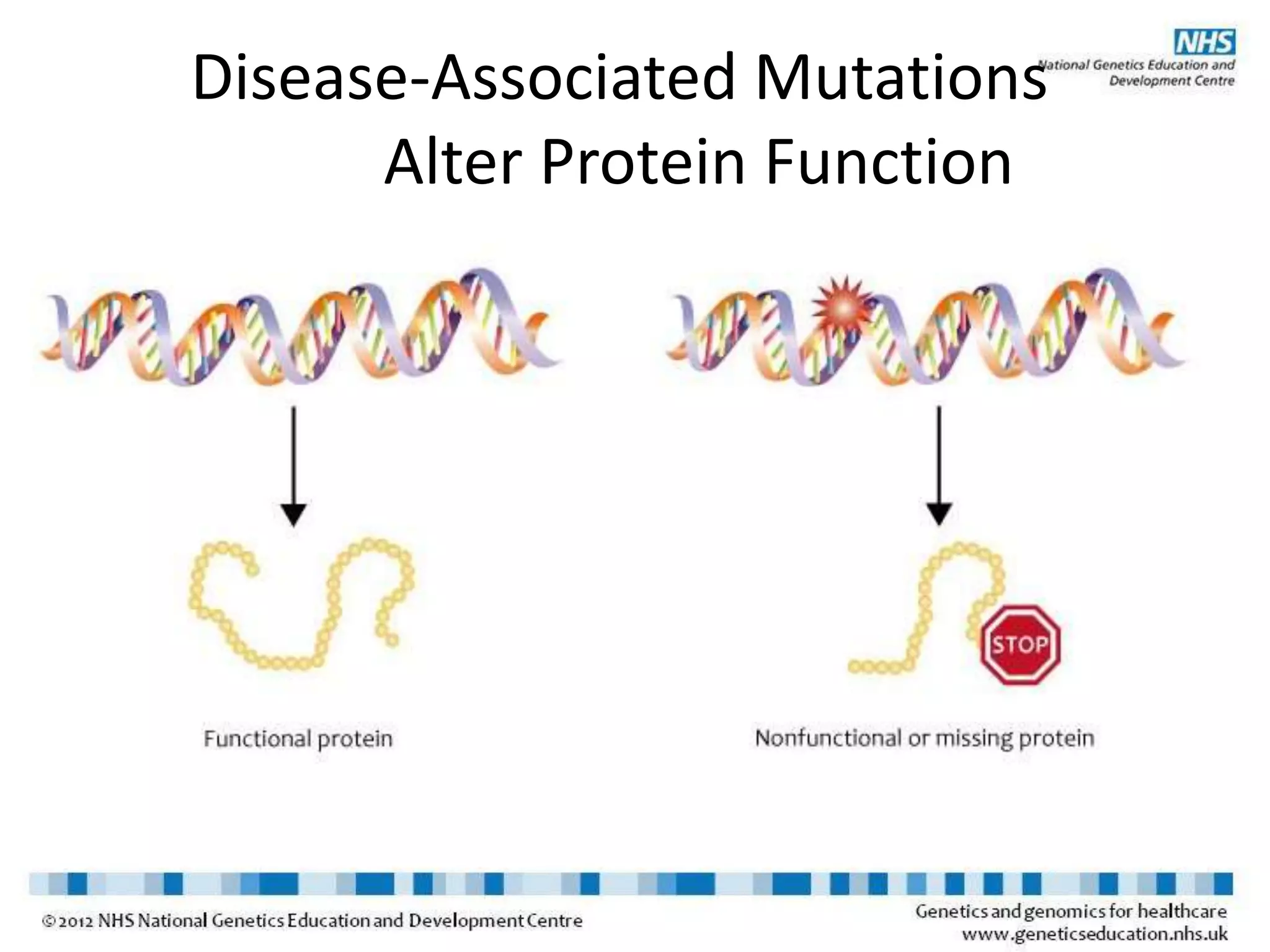 Disease-Associated Mutations
Alter Protein Function
 