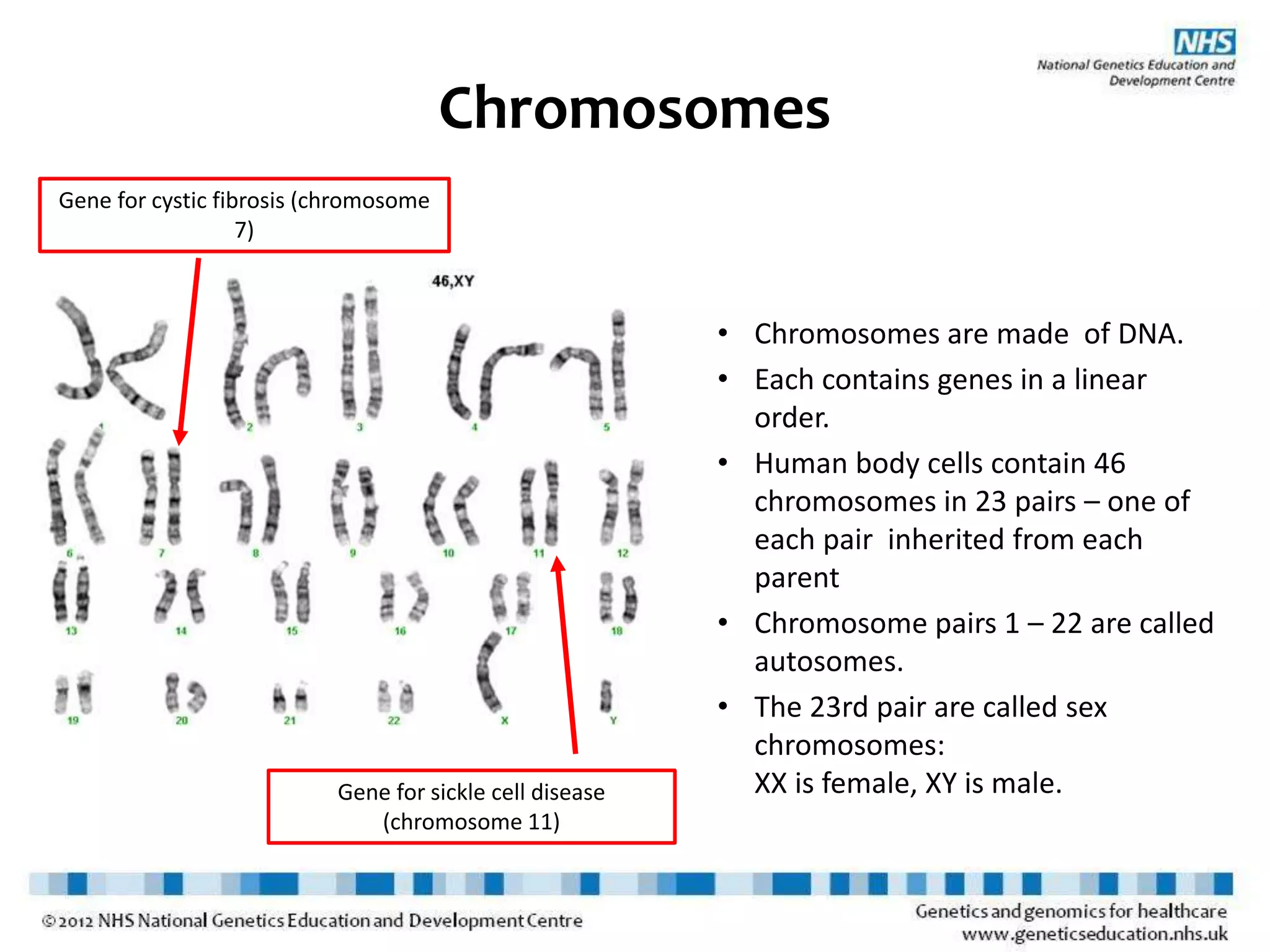Chromosomes
• Chromosomes are made of DNA.
• Each contains genes in a linear
order.
• Human body cells contain 46
chromosomes in 23 pairs – one of
each pair inherited from each
parent
• Chromosome pairs 1 – 22 are called
autosomes.
• The 23rd pair are called sex
chromosomes:
XX is female, XY is male.Gene for sickle cell disease
(chromosome 11)
Gene for cystic fibrosis (chromosome
7)
 