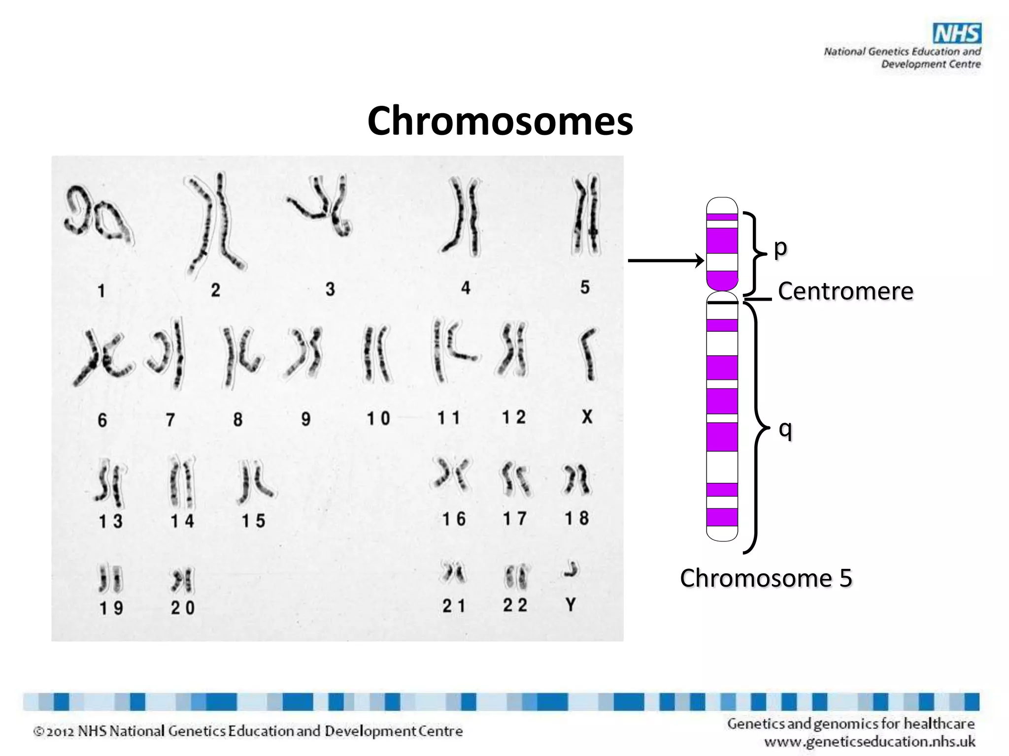 Chromosomes
p
Centromere
q
Chromosome 5
 