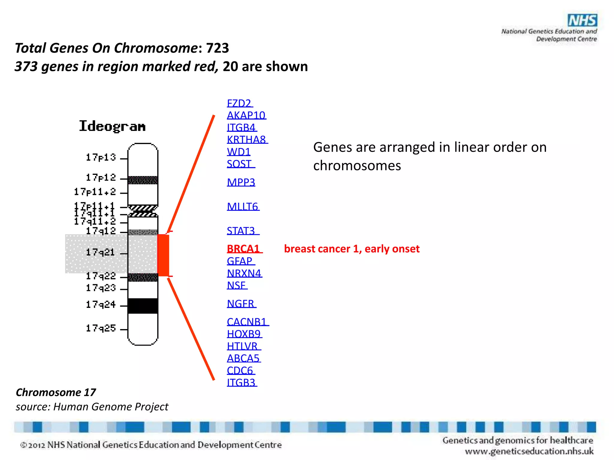 Total Genes On Chromosome: 723
373 genes in region marked red, 20 are shown
FZD2
AKAP10
ITGB4
KRTHA8
WD1
SOST
MPP3
MLLT6
STAT3
BRCA1 breast cancer 1, early onset
GFAP
NRXN4
NSF
NGFR
CACNB1
HOXB9
HTLVR
ABCA5
CDC6
ITGB3
Chromosome 17
source: Human Genome Project
Genes are arranged in linear order on
chromosomes
 