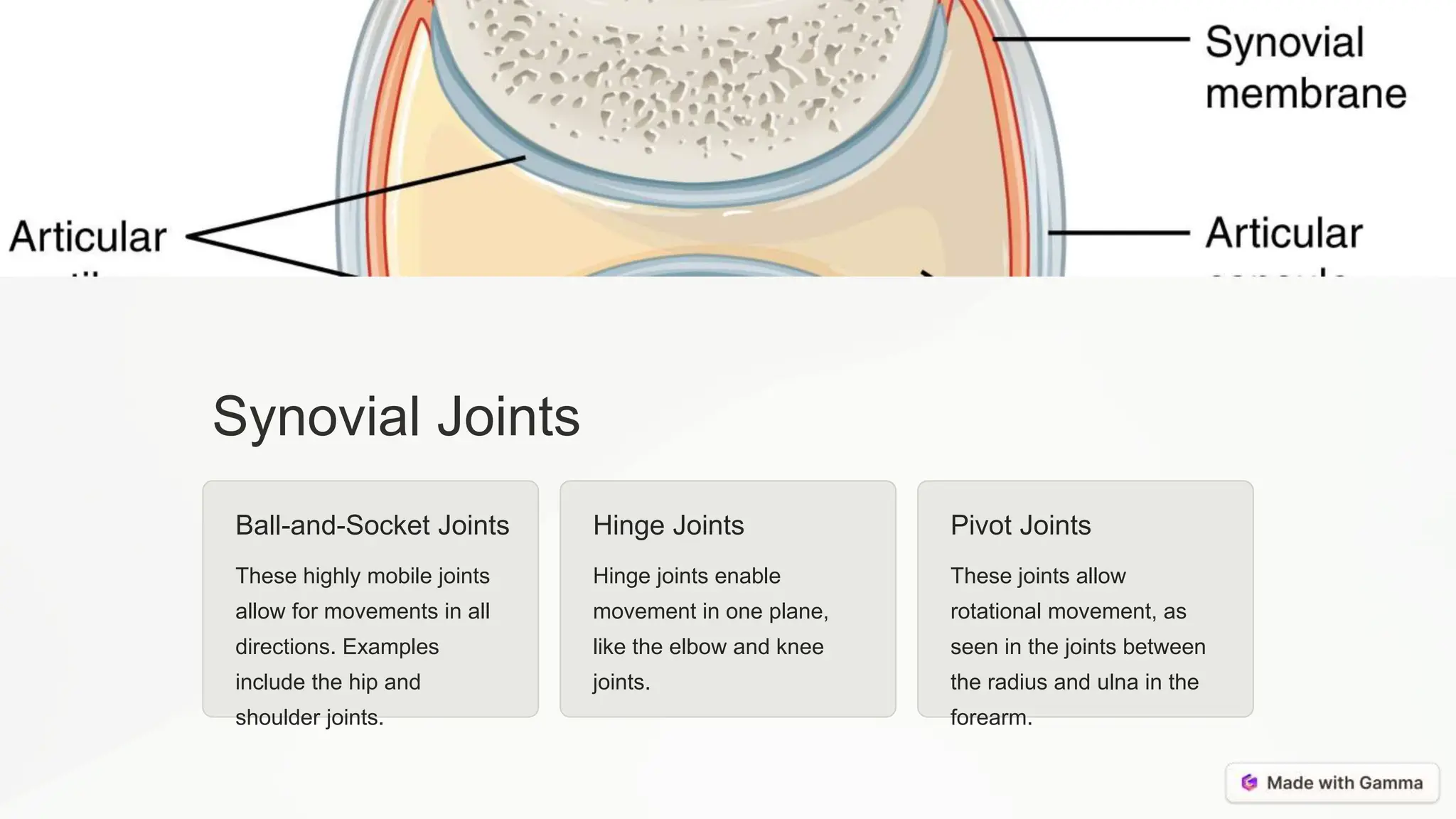 Synovial Joints
Ball-and-Socket Joints
These highly mobile joints
allow for movements in all
directions. Examples
include the hip and
shoulder joints.
Hinge Joints
Hinge joints enable
movement in one plane,
like the elbow and knee
joints.
Pivot Joints
These joints allow
rotational movement, as
seen in the joints between
the radius and ulna in the
forearm.
 