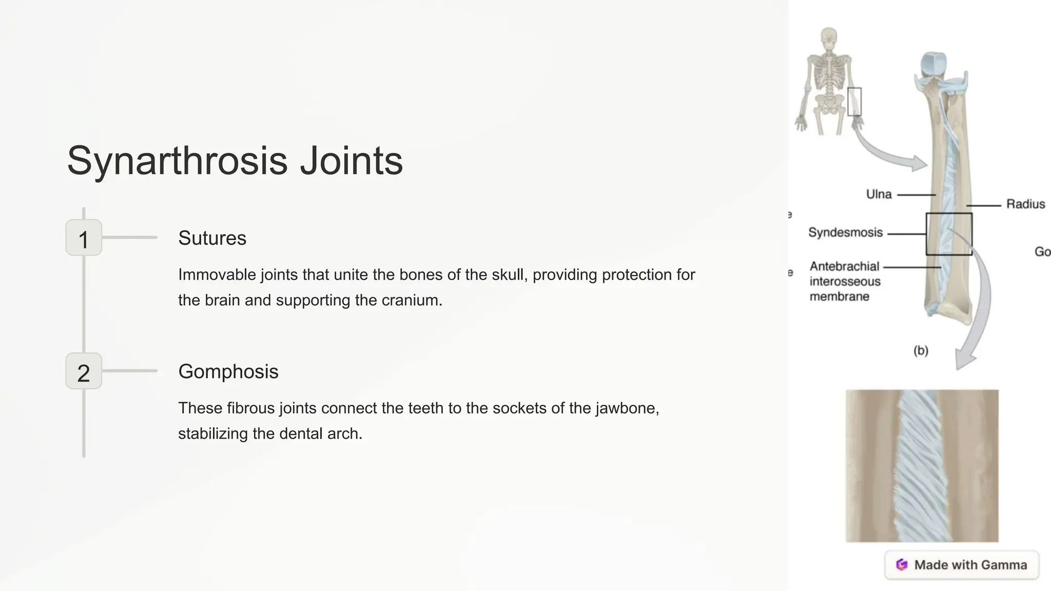 Synarthrosis Joints
1 Sutures
Immovable joints that unite the bones of the skull, providing protection for
the brain and supporting the cranium.
2 Gomphosis
These fibrous joints connect the teeth to the sockets of the jawbone,
stabilizing the dental arch.
 