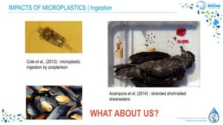 Acampora et al. (2014) : stranded short-tailed
shearwaters
Cole et al., (2013) : microplastic
ingestion by zooplankon
WHAT ABOUT US?
IMPACTS OF MICROPLASTICS | Ingestion
 