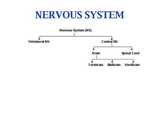 NERVOUS SYSTEM Divisisons of Nervous System 