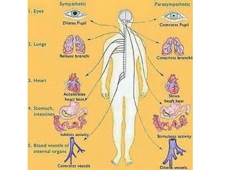 Introduction to nervous system | PPT