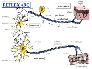 Reflex Science Introduction to nervous system | PPT