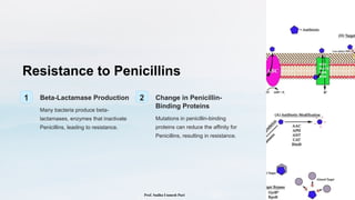Resistance to Penicillins
1 Beta-Lactamase Production
Many bacteria produce beta-
lactamases, enzymes that inactivate
Penicillins, leading to resistance.
2 Change in Penicillin-
Binding Proteins
Mutations in penicillin-binding
proteins can reduce the affinity for
Penicillins, resulting in resistance.
Prof. Sudha Unmesh Puri
 