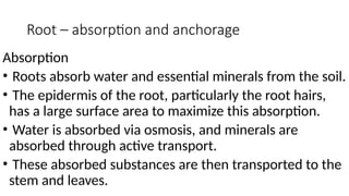 Absorptive Root Introduction-to-Plant-Structure-and-Major-Parts.pptx