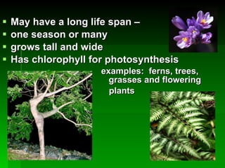 May have a long life span –  one season or many grows tall and wide Has chlorophyll for photosynthesis  examples:  ferns, trees,    grasses and flowering  plants 